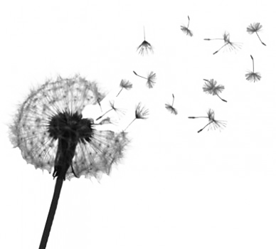 Download Dandelion Seed Png Dandelion Tattoo Designs Png Image With No Background Pngkey Com