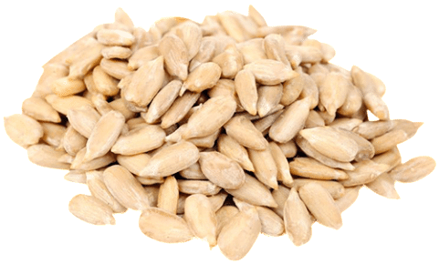 Sunflower Seeds Png - Food To Live Sunflower Seeds (raw, No Shell) (12 Pounds) (480x480), Png Download