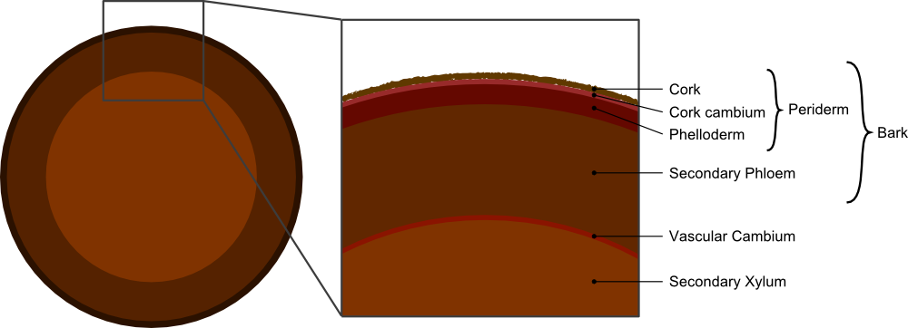 Tree Secondary Components Diagram - Layers Of The Periderm (1000x362), Png Download