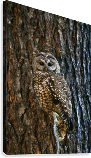Mexican Spotted Owl Camouflaged Against Tree Bark Canvas - Poster: Spotted Owl, 61x41in. (294x511), Png Download
