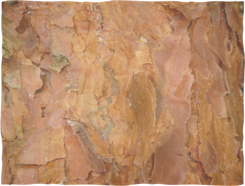 Deep Rust Tree Bark - Plywood (1024x1024), Png Download