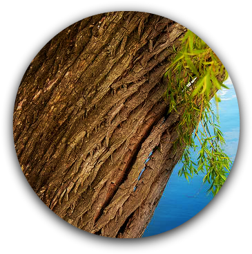 Willow Bark - Willow Tree Bark (367x377), Png Download