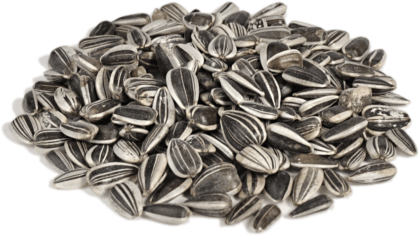 Free Png Sunflower Seeds Png Images Transparent - Sunflower Seeds Png (850x487), Png Download