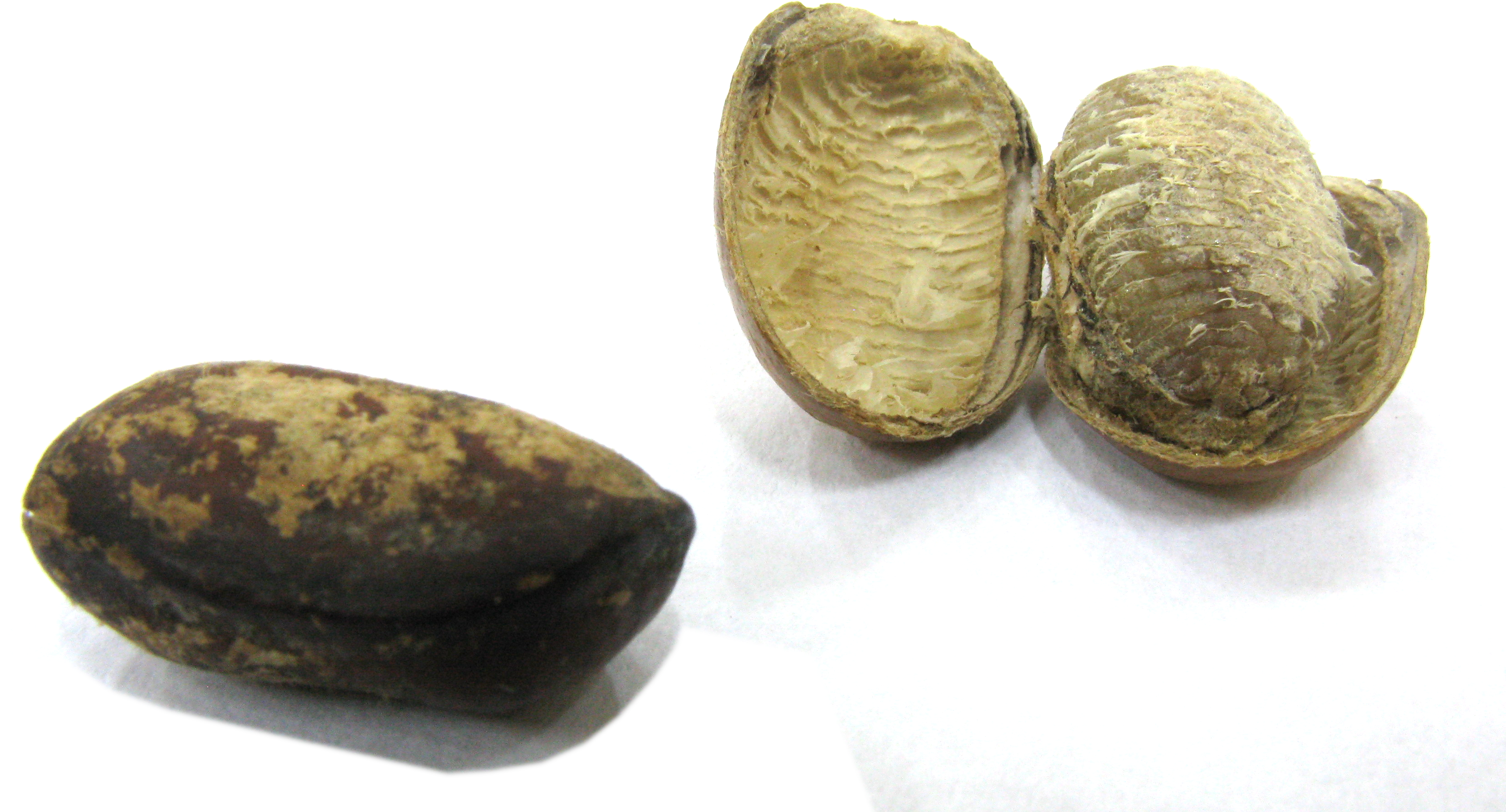 Monodora Myristica Seeds - Monodora Myristica (3339x1842), Png Download
