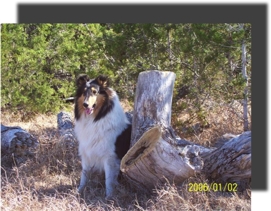 Treebark Ourbeautiful Tricolliegirl - Rough Collie (572x462), Png Download