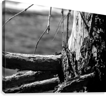 Coastal Tree Bark Canvas Print - Monochrome (429x386), Png Download