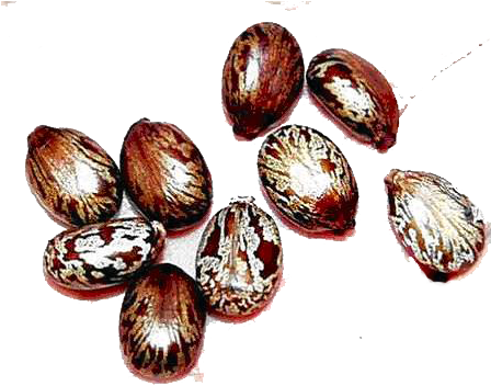 Castor Oil Is Extracted From The Bean, But More Accurately, - Castor Oil Seeds Png (450x450), Png Download