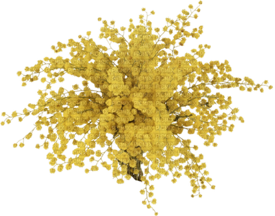 Chantalmi Fleur Mimosa - Mimosa Png Transparent (400x314), Png Download