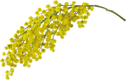 Mimosa - Mimosa Floral Wax Organic 16 Oz (500x321), Png Download