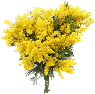 Mazzo Di Mimosa Piccolo - Mimosa Salad (400x400), Png Download