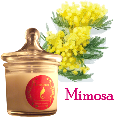 La Bougie Excellence - Mimosa (500x499), Png Download