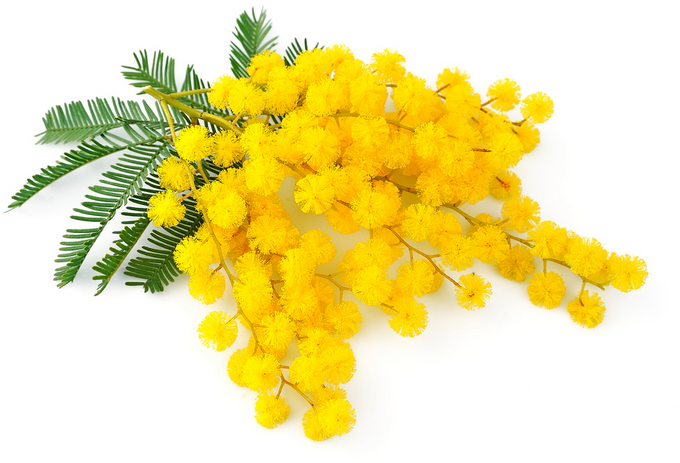 Mimosa Donne My Sweet Laura - International Women's Day (737x515), Png Download