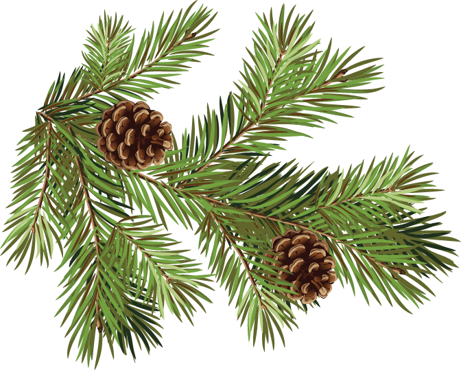 Pine Fir Conifer Cone Spruce Branch - Pine Cones And Branches (672x539), Png Download