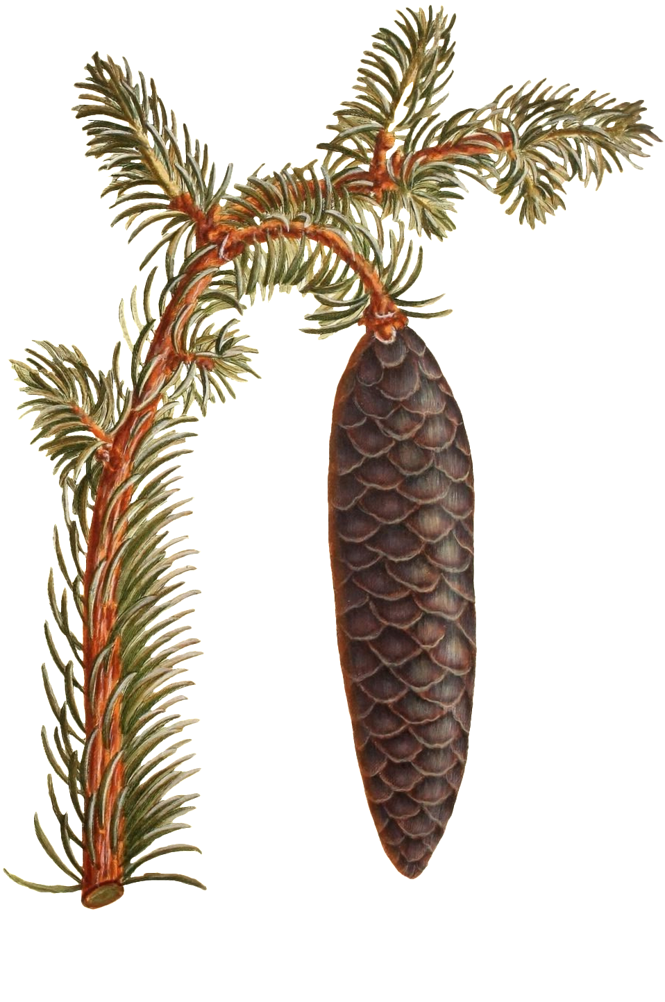 Hand Painted A Branch Of Wild Pinecone Transparent - Conifer Cone (1024x1585), Png Download