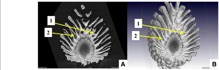 Demonstration Of Intact Pine Cone Microct Scan In Slice - Common Fig (850x234), Png Download