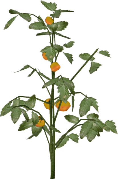 Tomato Slice - English Marigold (413x625), Png Download