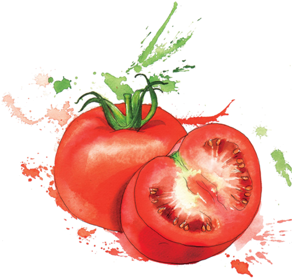 Tomato Drawing Watercolor - Georgina Luck Artwork Fruit (600x570), Png Download