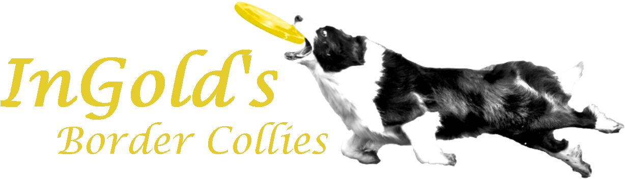 Ingold's Border Collies - Qi Gong: Les 28 Pétales Du Lotus [book] (1237x367), Png Download