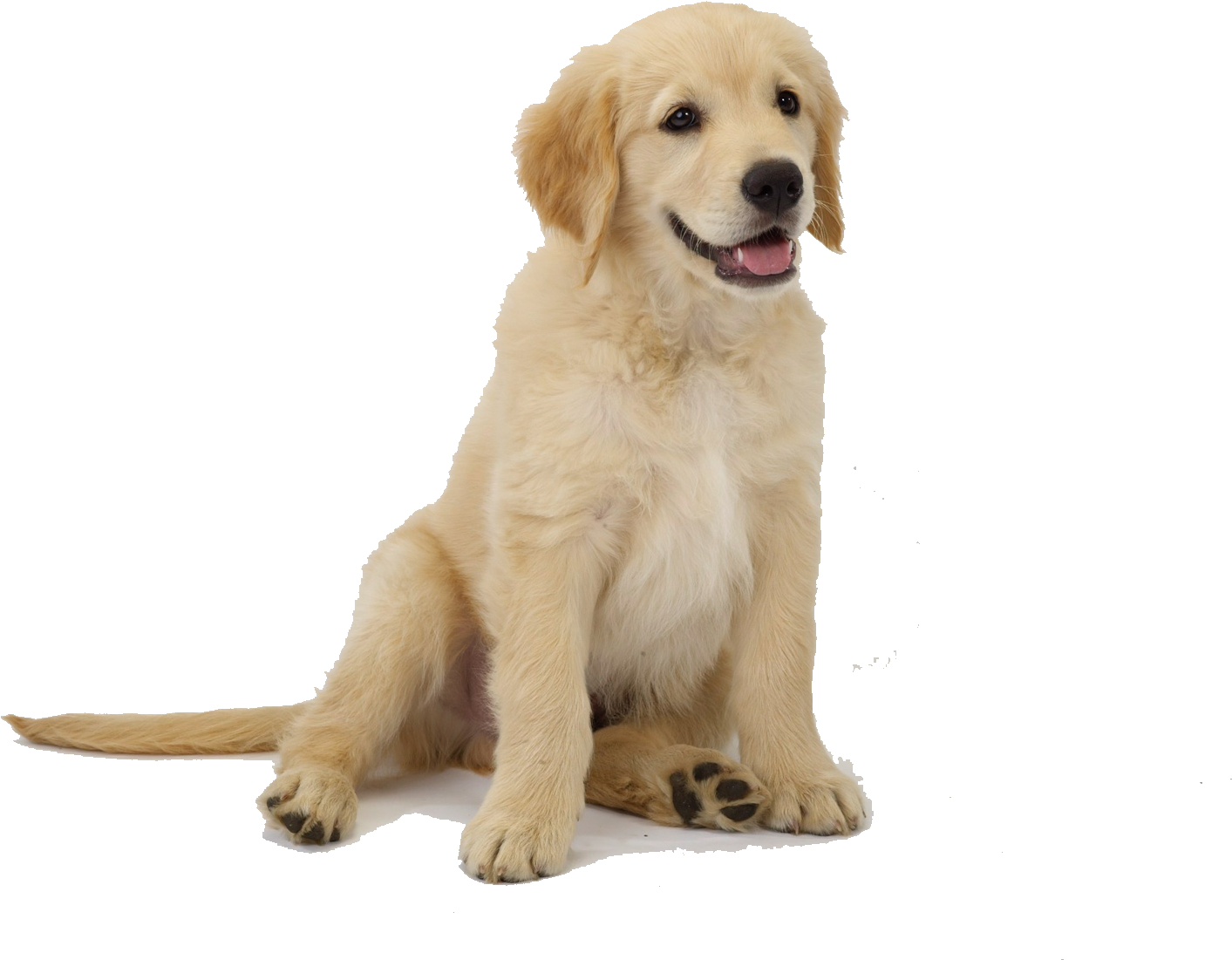 Perro Png - Golden Retriever Puppy Png (1600x1200), Png Download