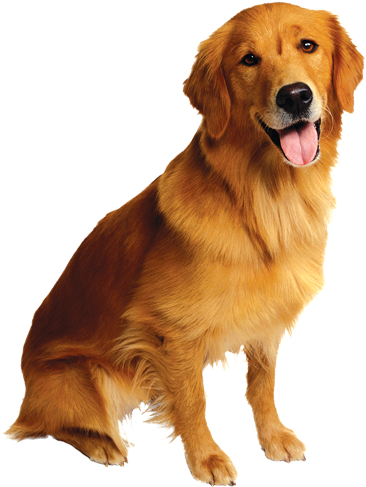 Perros Y Cachorros - Uncle Milton Pet's Eye View Camera Cameras (534x504), Png Download