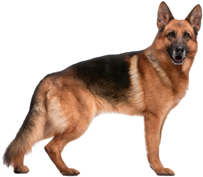 Perro Animales - German Shepherd Dog (778x617), Png Download