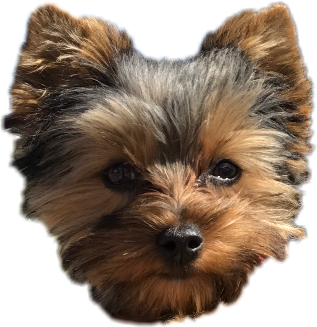 Pepper Dog Cute Puppy Yorkie Perro Freetoedit Png Download (1018x1050), Png Download
