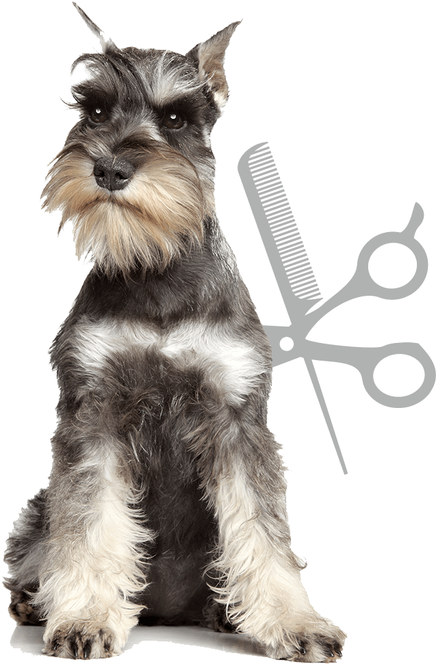 Artículos Para Mascotas - Grupos De Perros De Distintas Razas (739x1007), Png Download
