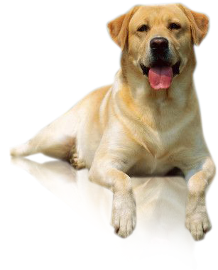 Com/2012/11/imagenes Perro Labrador Png - Perro Labrador Adulto Png (363x381), Png Download