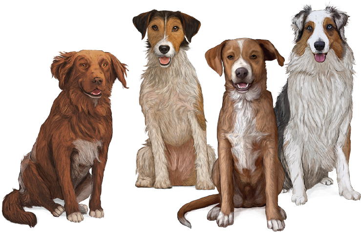 Dog Food - Perro Gosbi (844x534), Png Download