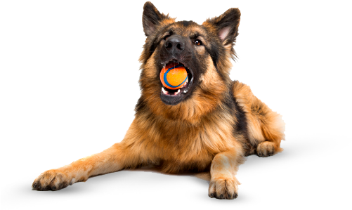 Gato Perro - Wallmonkeys Wm359950 German Shepherd Chewing An Orange (504x316), Png Download