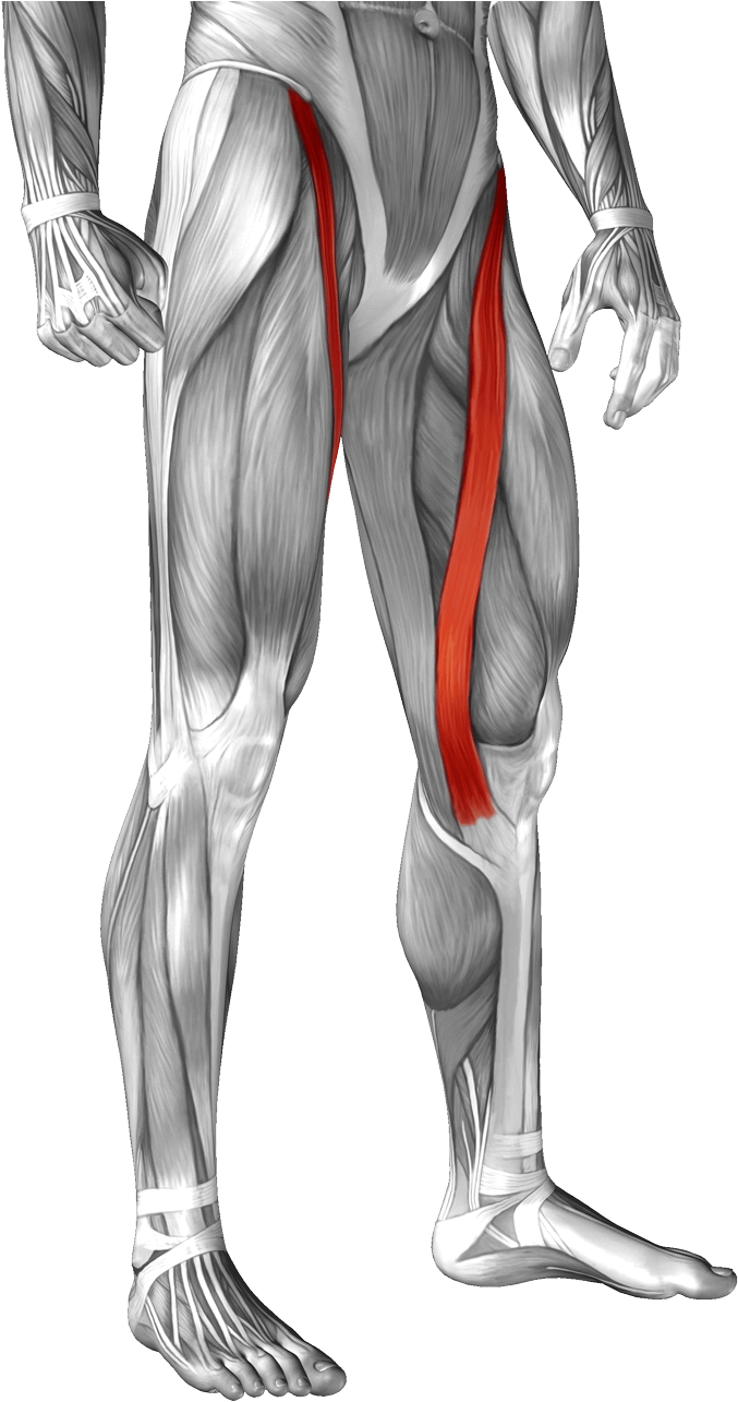 Location - Sartorius Muscle (800x1306), Png Download