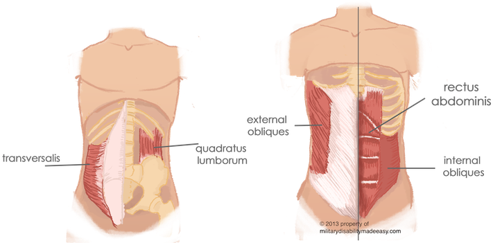 Torso Muscles 2 - Internal Oblique Quadratus Lumborum (720x351), Png Download
