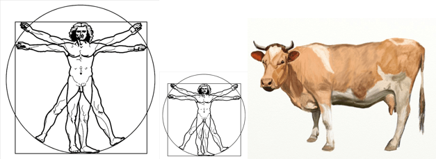 Vitruvian Men & Cow-1 - Drawing (627x229), Png Download