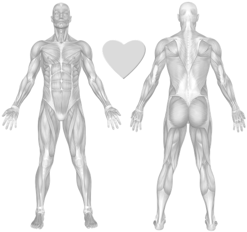 Exercises And Muscles (560x496), Png Download