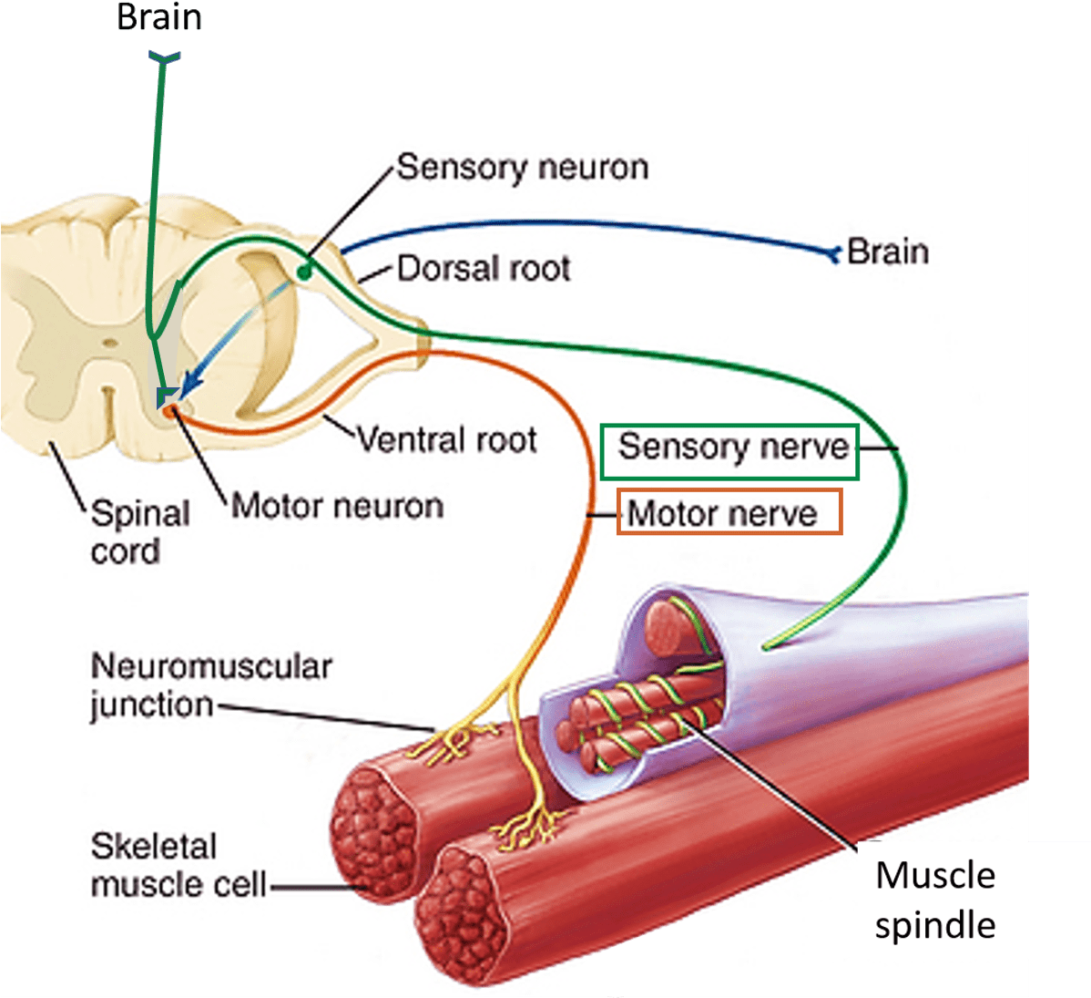Nerve Supply Of Skeletal Muscle (1197x1120), Png Download