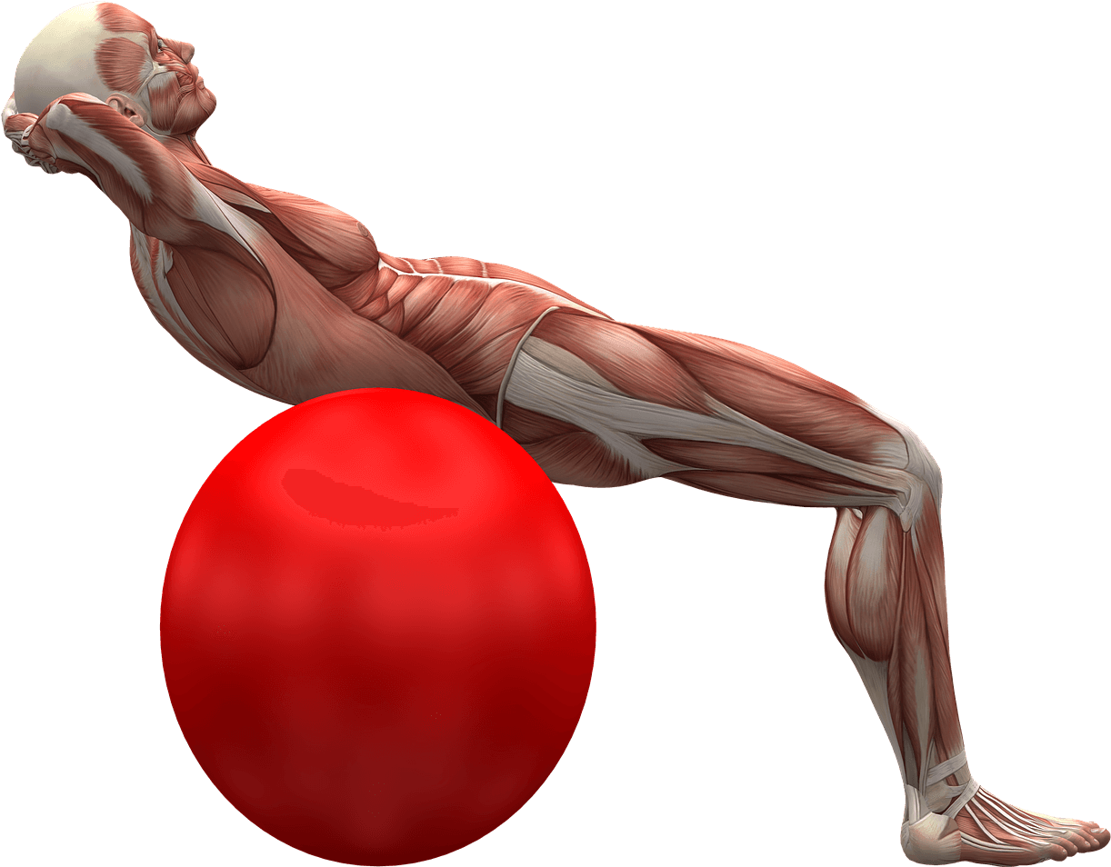 Elasticidad De Los Músculos (640x497), Png Download