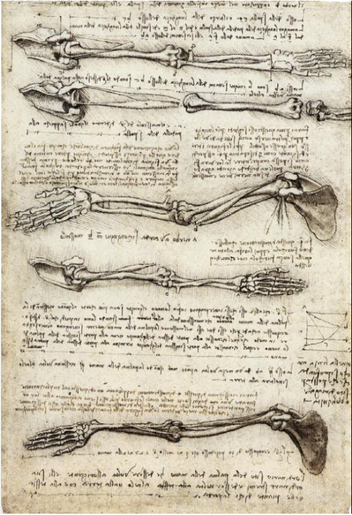 Leonardo Da Vinci Famous Sketch (750x750), Png Download