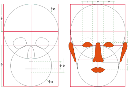 Head Proportions - Head Proportion Svg (425x283), Png Download