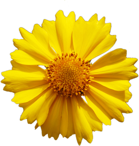 Yellow Flower Png - Yellow Daisy Flower Vector (500x500), Png Download