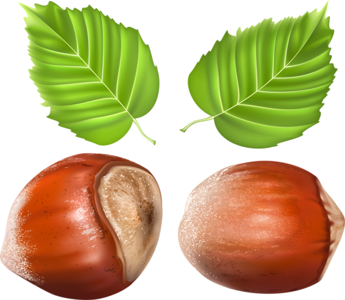 Graphic Freeuse Download Vegetables Fruits Herbs And - Chestnut (500x435), Png Download
