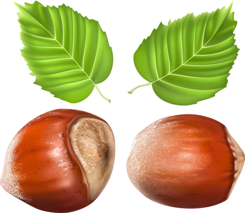 Download Graphic Freeuse Download Vegetables Fruits Herbs And Chestnut Png Image With No Background Pngkey Com