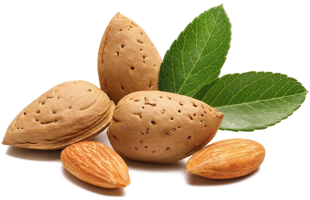Almond Clipart File - 100% Natural Sweet Almond Oil 16 Oz. Cold Pressed For (1021x643), Png Download