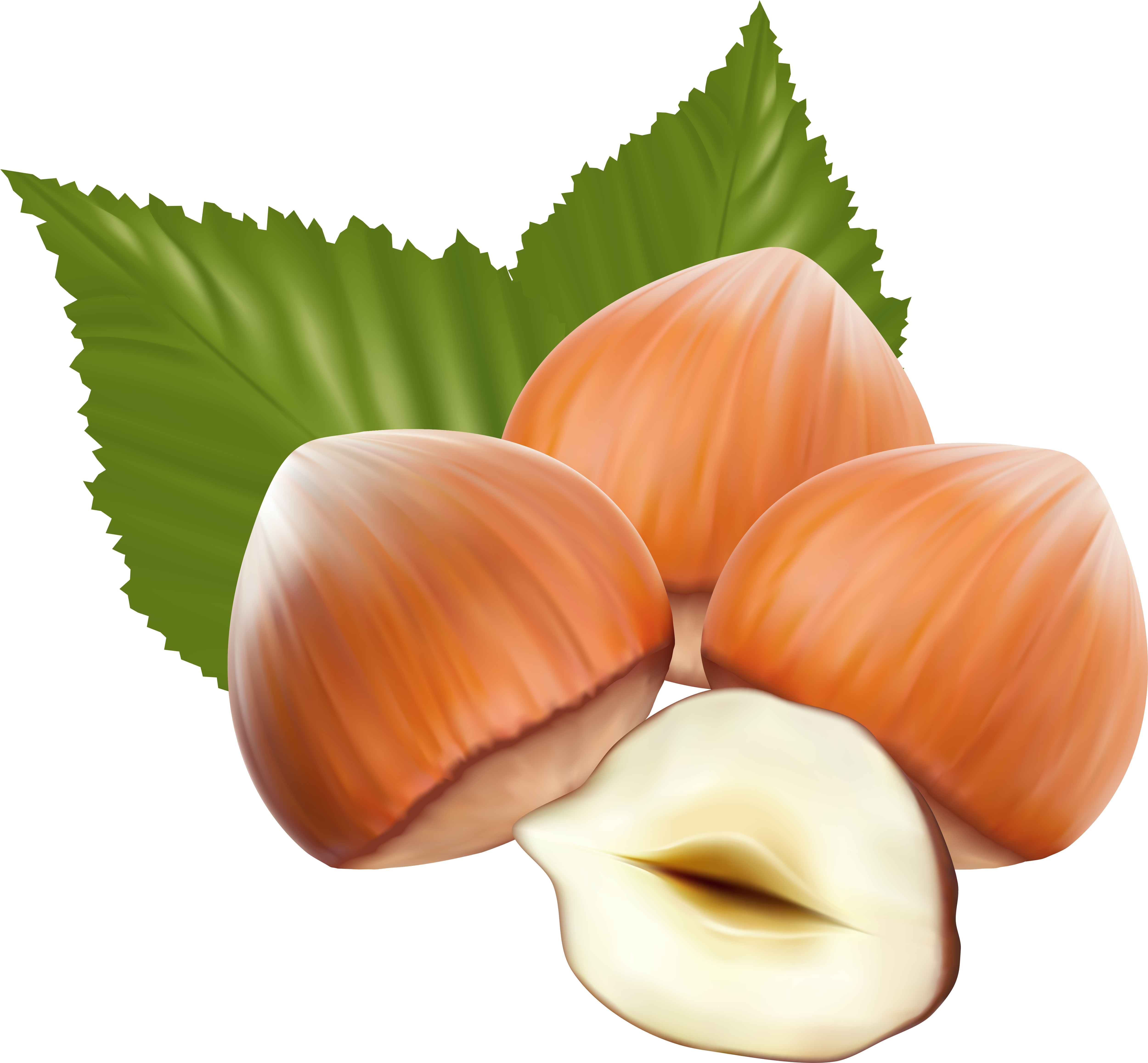 Hazelnut Clipart (5198x4878), Png Download