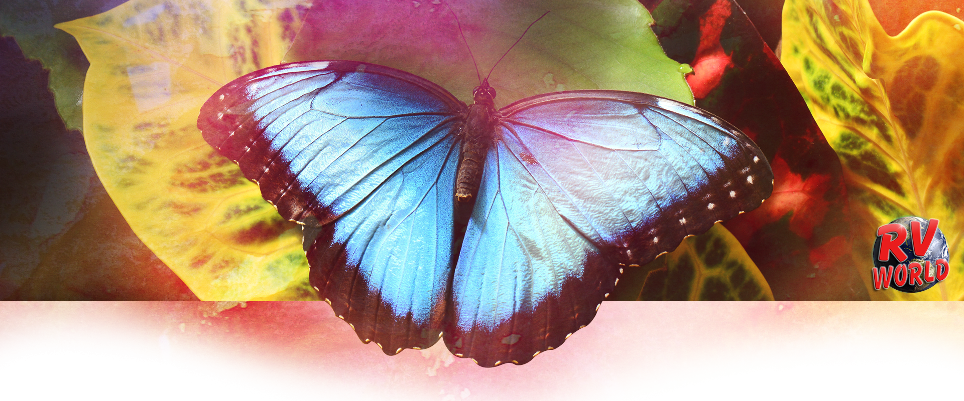 Butterflies Are Beautiful And Whimsical Creatures That - Blue (1920x800), Png Download