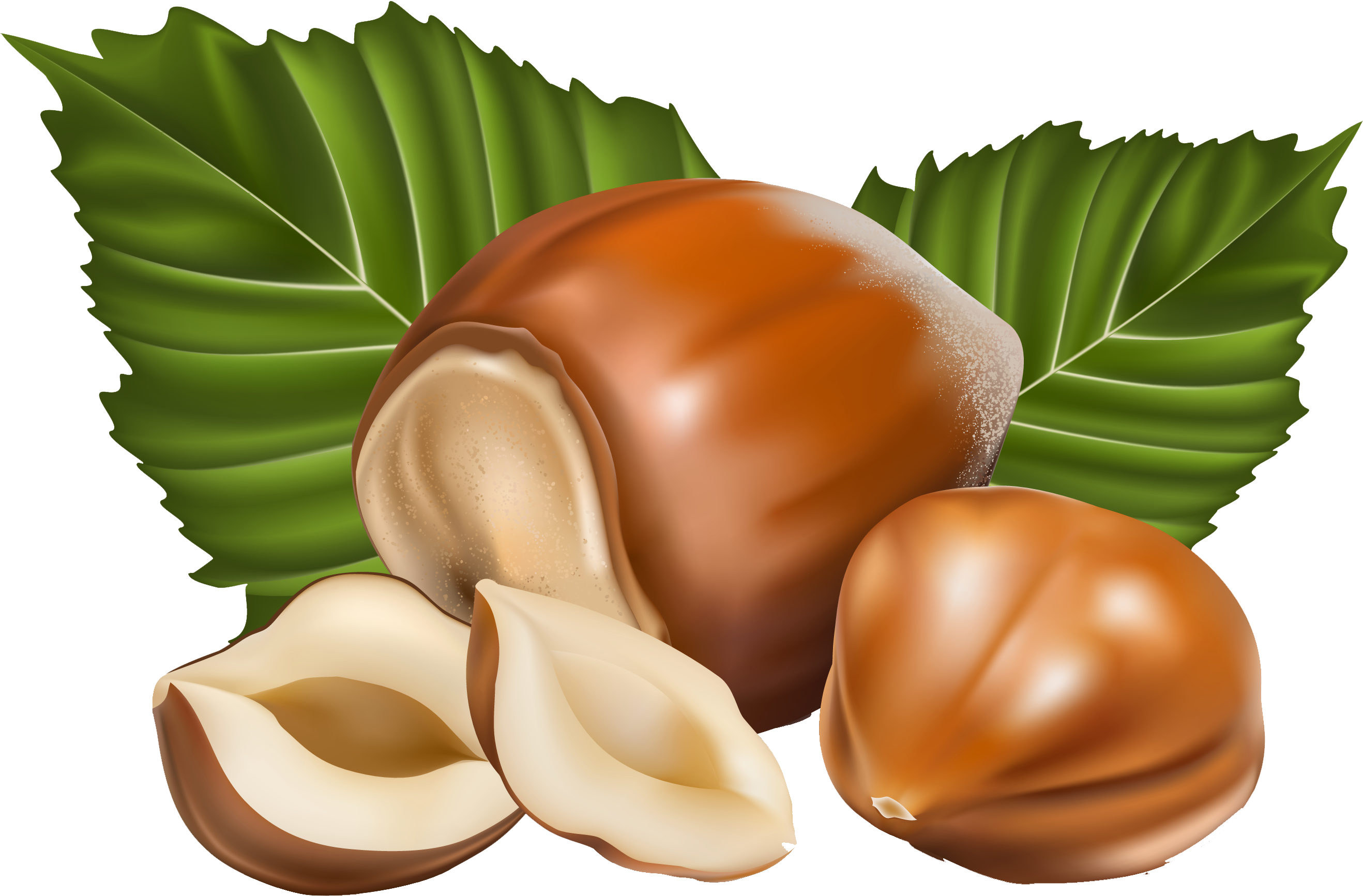 Nuts Vector (2819x1926), Png Download