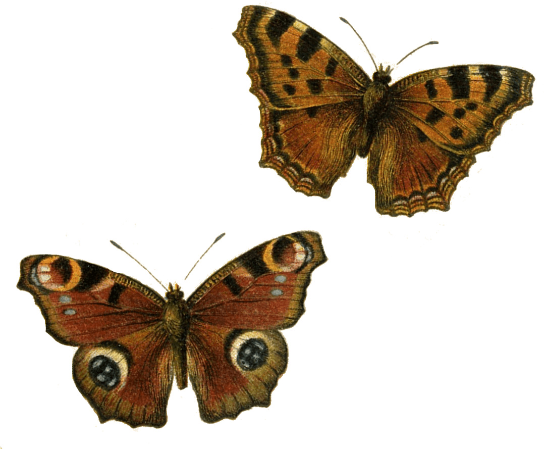 Brown Butterflies - Brown Butterfly Png (400x400), Png Download
