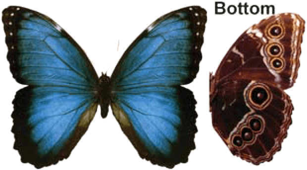 Butterfly House At Put In Bay - Blue Morpho Butterfly Transparent (630x359), Png Download
