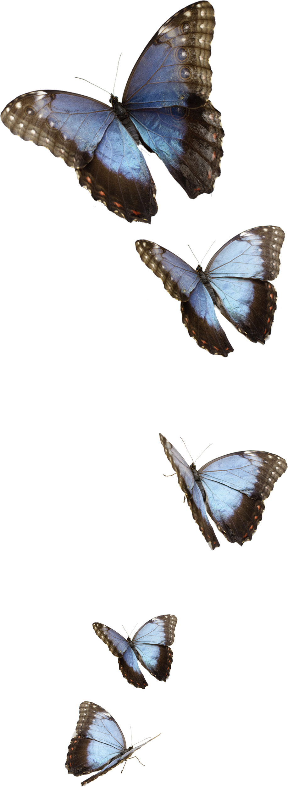 Gallery - Small Blue Butterflies Png (1200x2880), Png Download