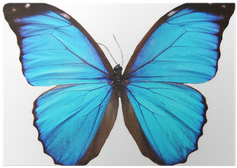 Green Butterfly (400x400), Png Download