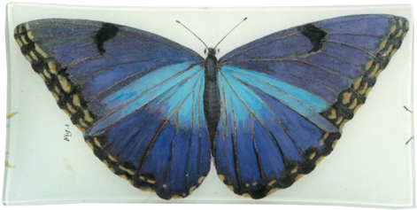 Blue Butterfly Blue Butterfly - Butterfly (500x500), Png Download